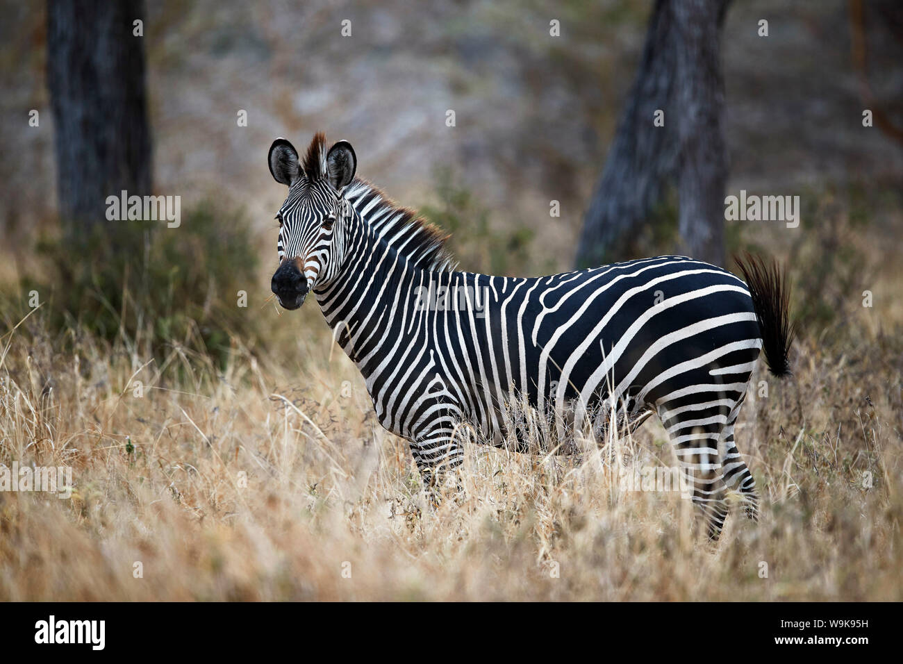 Ccommon zebra (pianure zebra) (Burchell's zebra) (Equus burchelli), Riserva Selous, Tanzania, Africa orientale, Africa Foto Stock