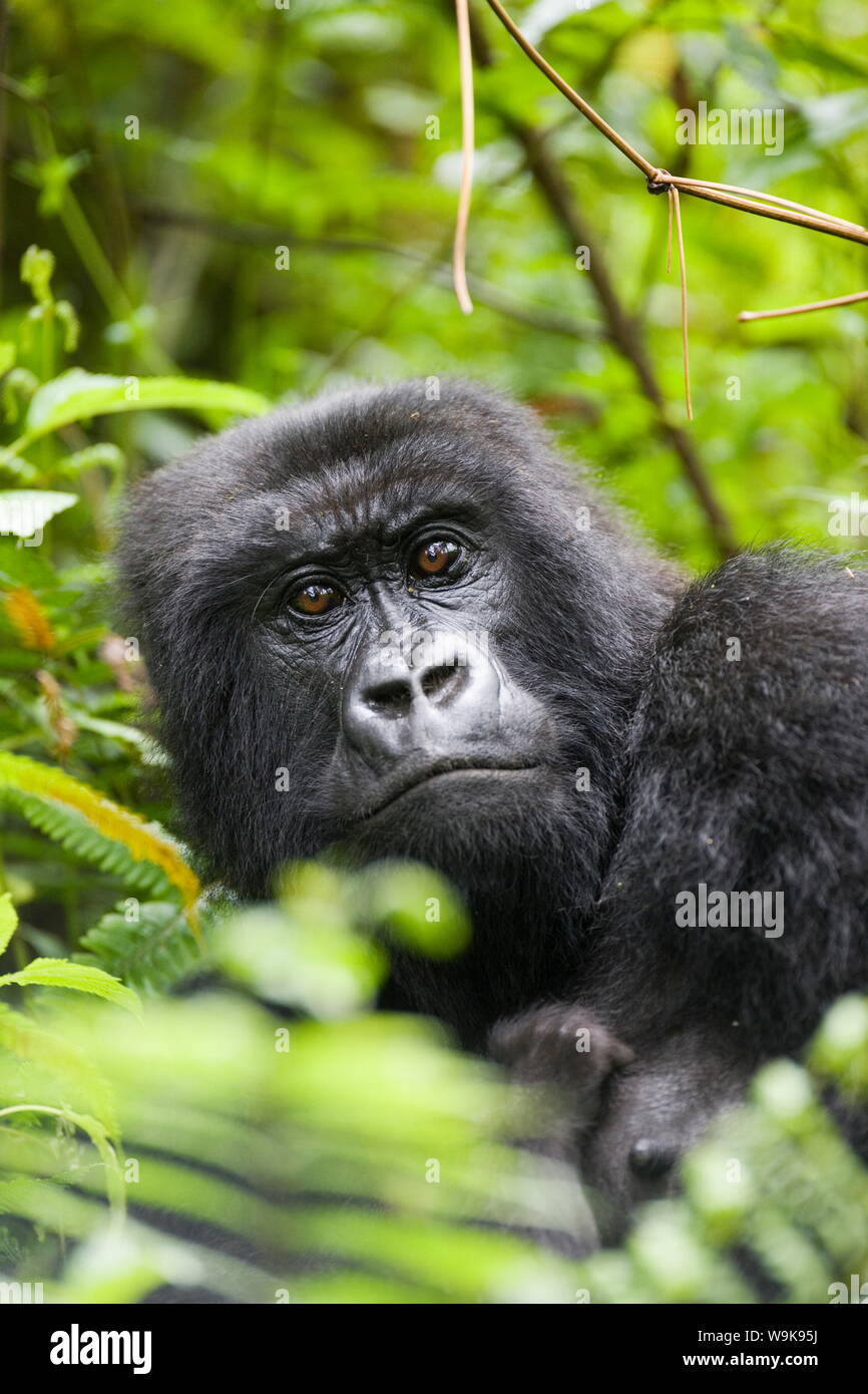 Femmina adulta gorilla di montagna (Gorilla gorilla beringei), Gruppo 13, Parco Nazionale Vulcani (Parc National des Volcans), in Ruanda, in Africa Foto Stock