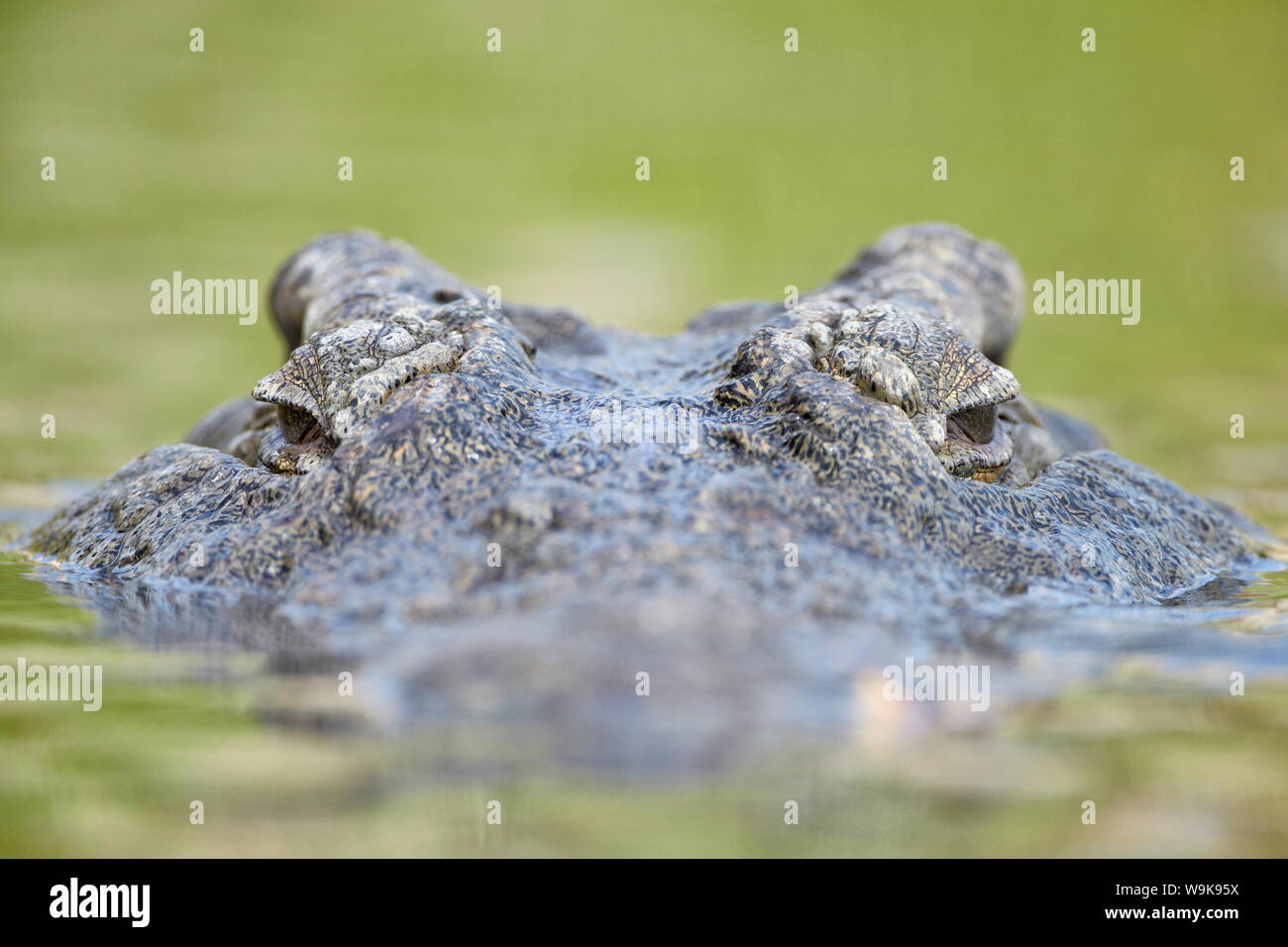 Coccodrillo del Nilo (Crocodylus niloticus) nell'acqua, il Parco Nazionale Kruger, Sud Africa e Africa Foto Stock