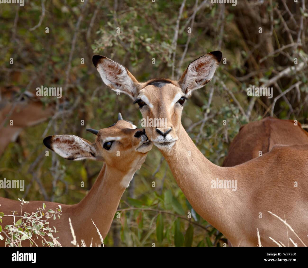 Impala (Aepyceros melampus) madre e Young Buck, Kruger National Park, Sud Africa e Africa Foto Stock