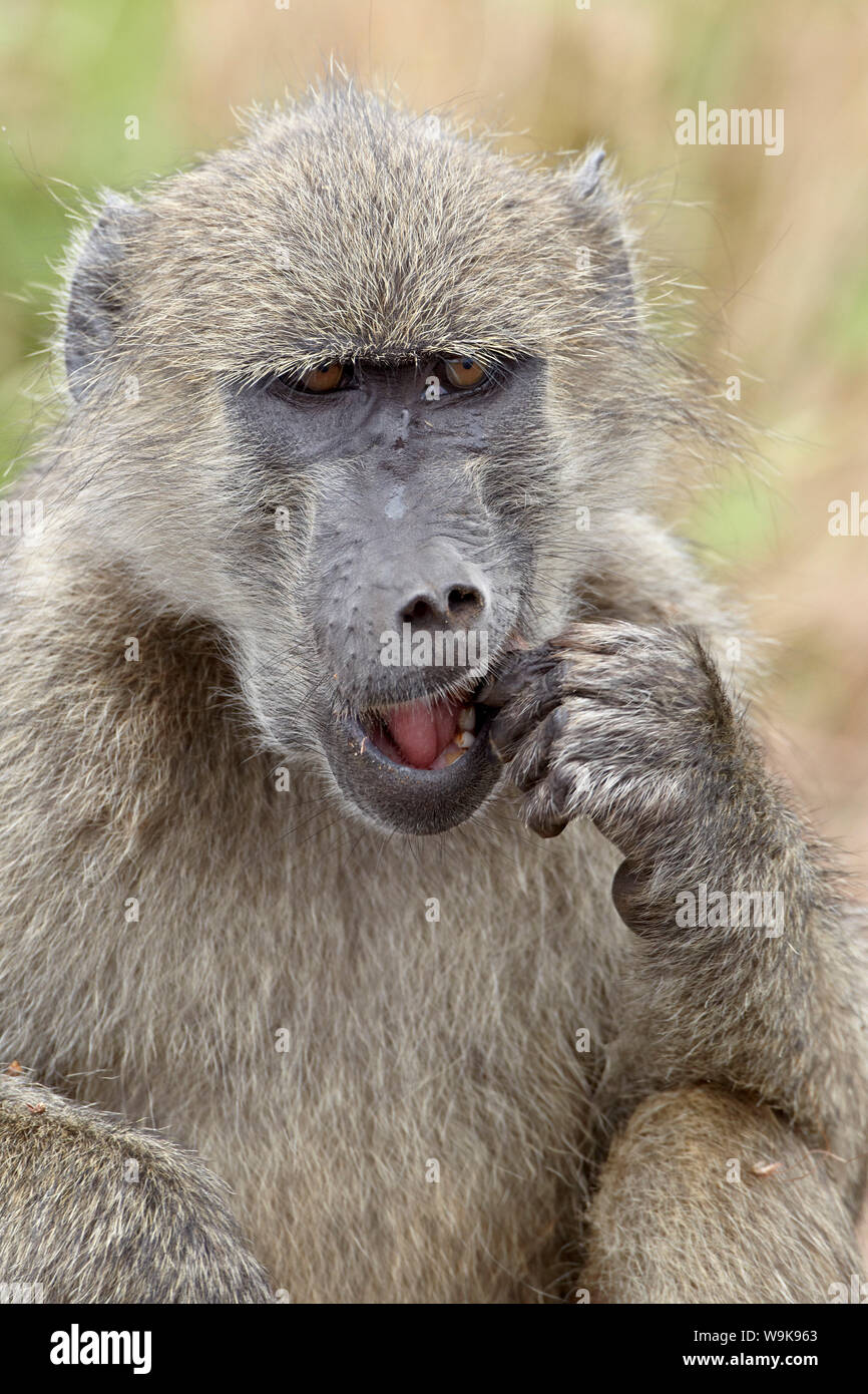 Chacma baboon (Papio ursinus) mangiare, Kruger National Park, Sud Africa e Africa Foto Stock