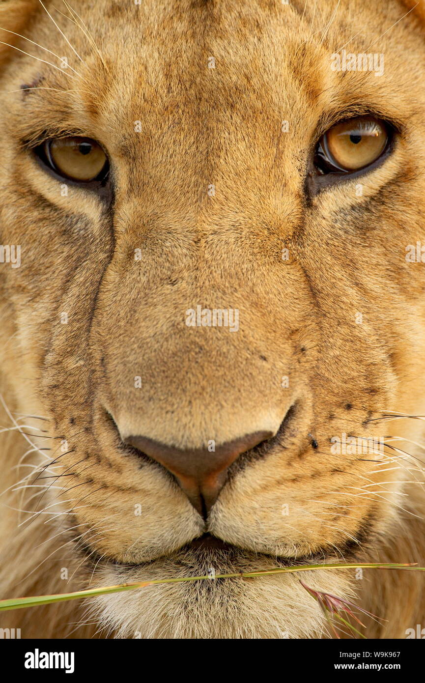 Giovane maschio lion (Panthera leo), il Masai Mara riserva nazionale, Kenya, Africa orientale, Africa Foto Stock