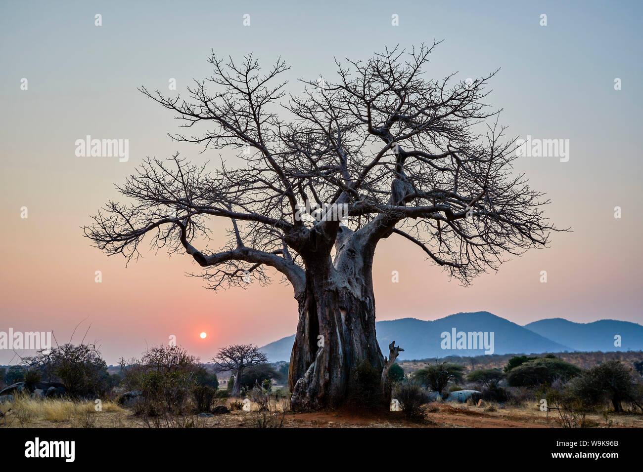 (Baobab Adansonia digitata) all'alba, Ruaha National Park, Tanzania, Africa orientale, Africa Foto Stock