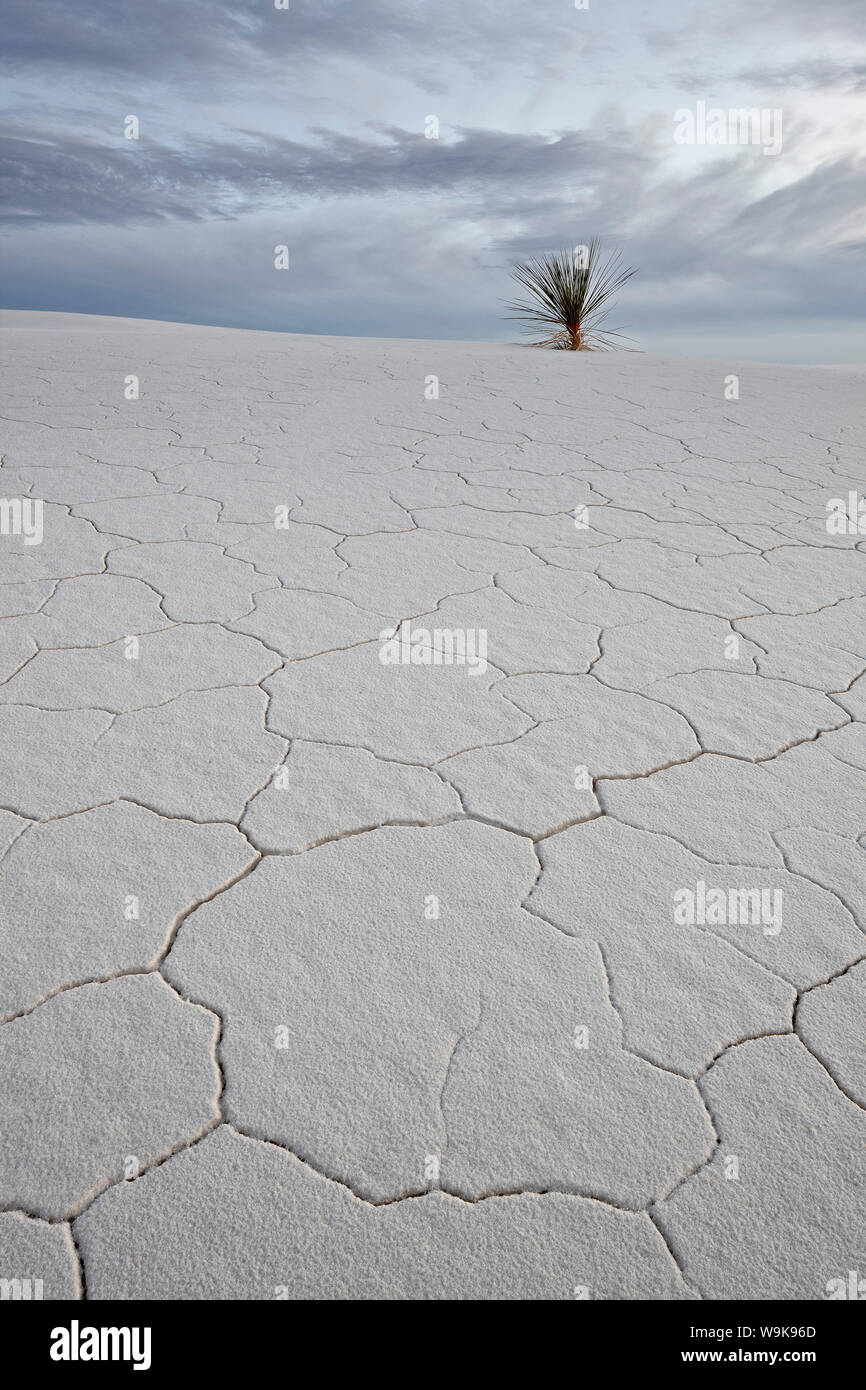 Incrinato duna di sabbia con una yucca, White Sands National Monument, Nuovo Messico, Stati Uniti d'America, America del Nord Foto Stock