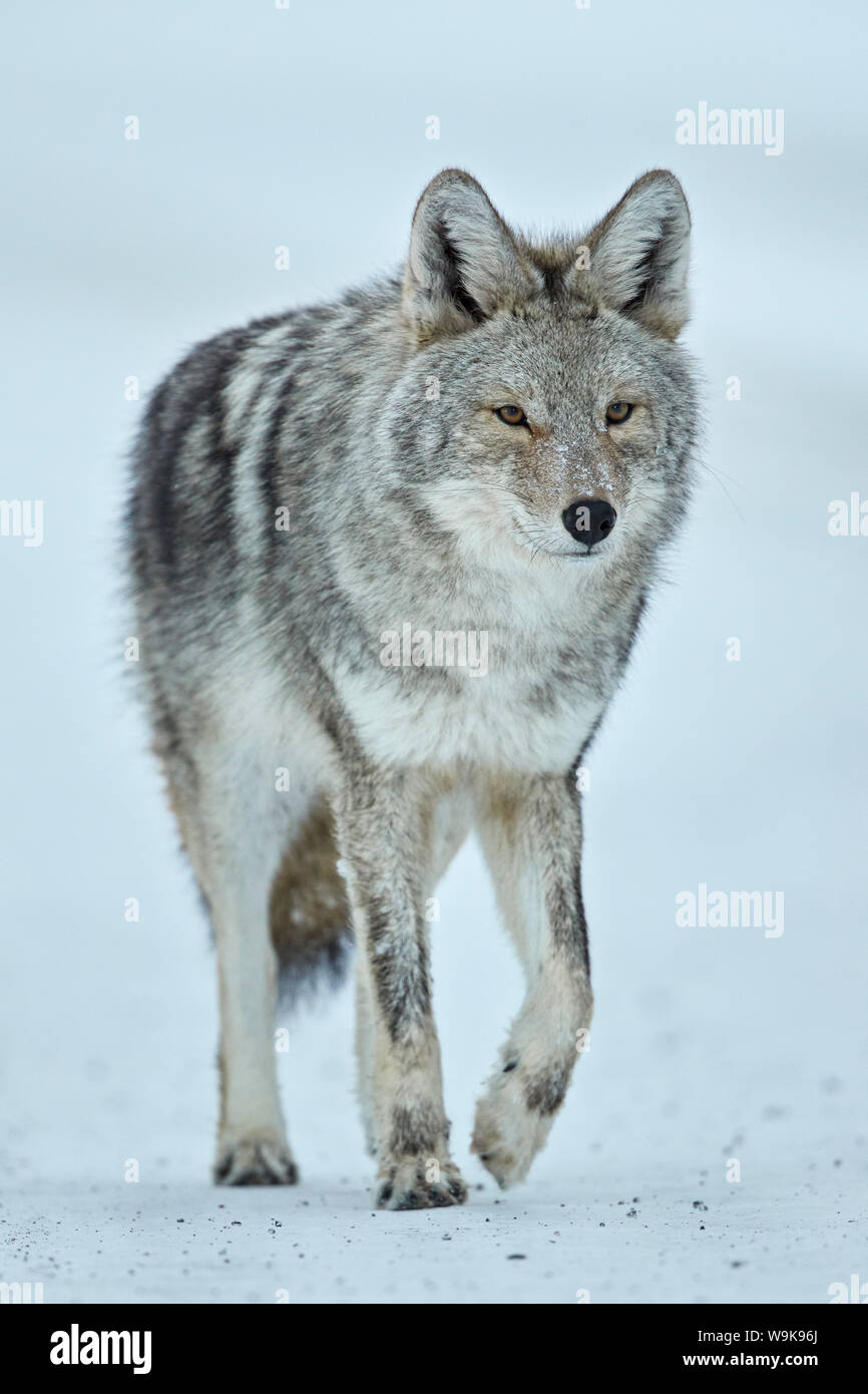 Coyote (Canis latrans) nella neve in inverno, il Parco Nazionale di Yellowstone, Wyoming negli Stati Uniti d'America, America del Nord Foto Stock