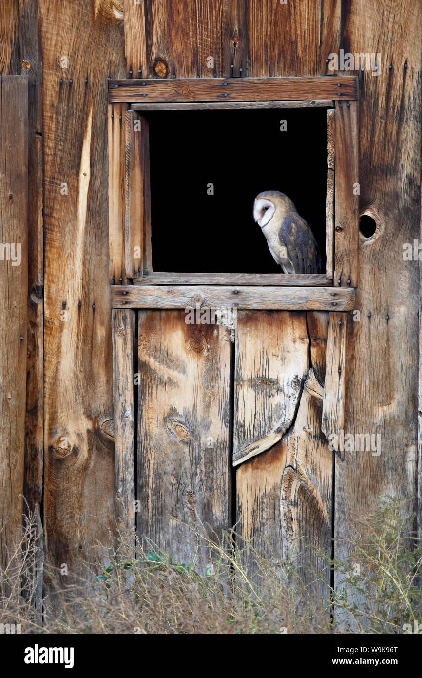 Captive barbagianni (Tyto alba) nella finestra del granaio, Contea di Boulder, Colorado, Stati Uniti d'America, America del Nord Foto Stock