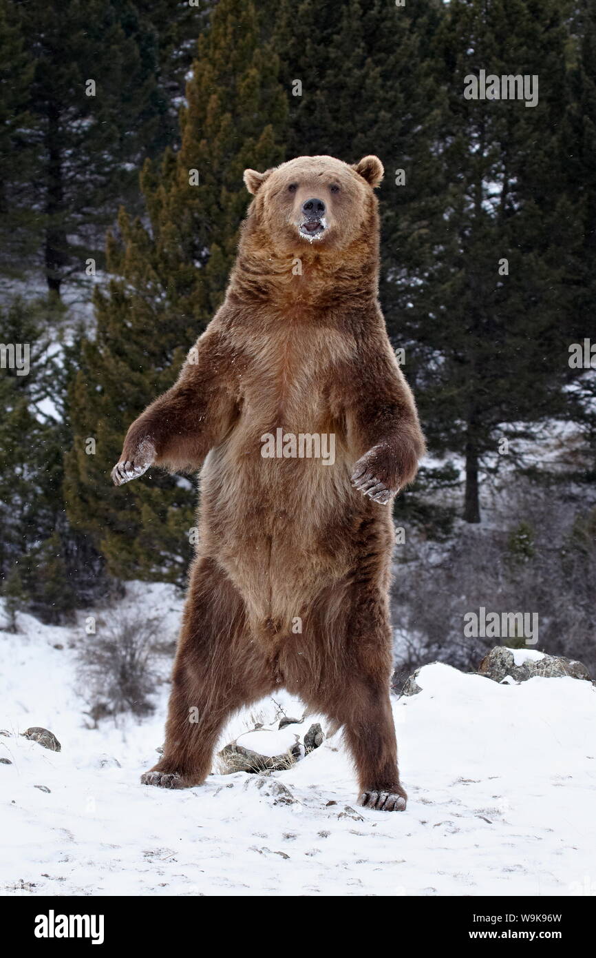 Orso grizzly (Ursus arctos horribilis) in piedi nella neve, vicino a Bozeman, Montana, Stati Uniti d'America, America del Nord Foto Stock
