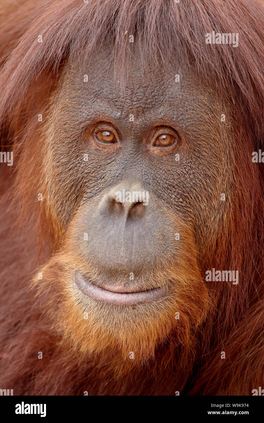 Femmina orangutan di Sumatra (Pongo abelii) in cattività, Rio Grande Zoo di Albuquerque Parco Biologico di Albuquerque, Nuovo Messico, Stati Uniti d'America Foto Stock