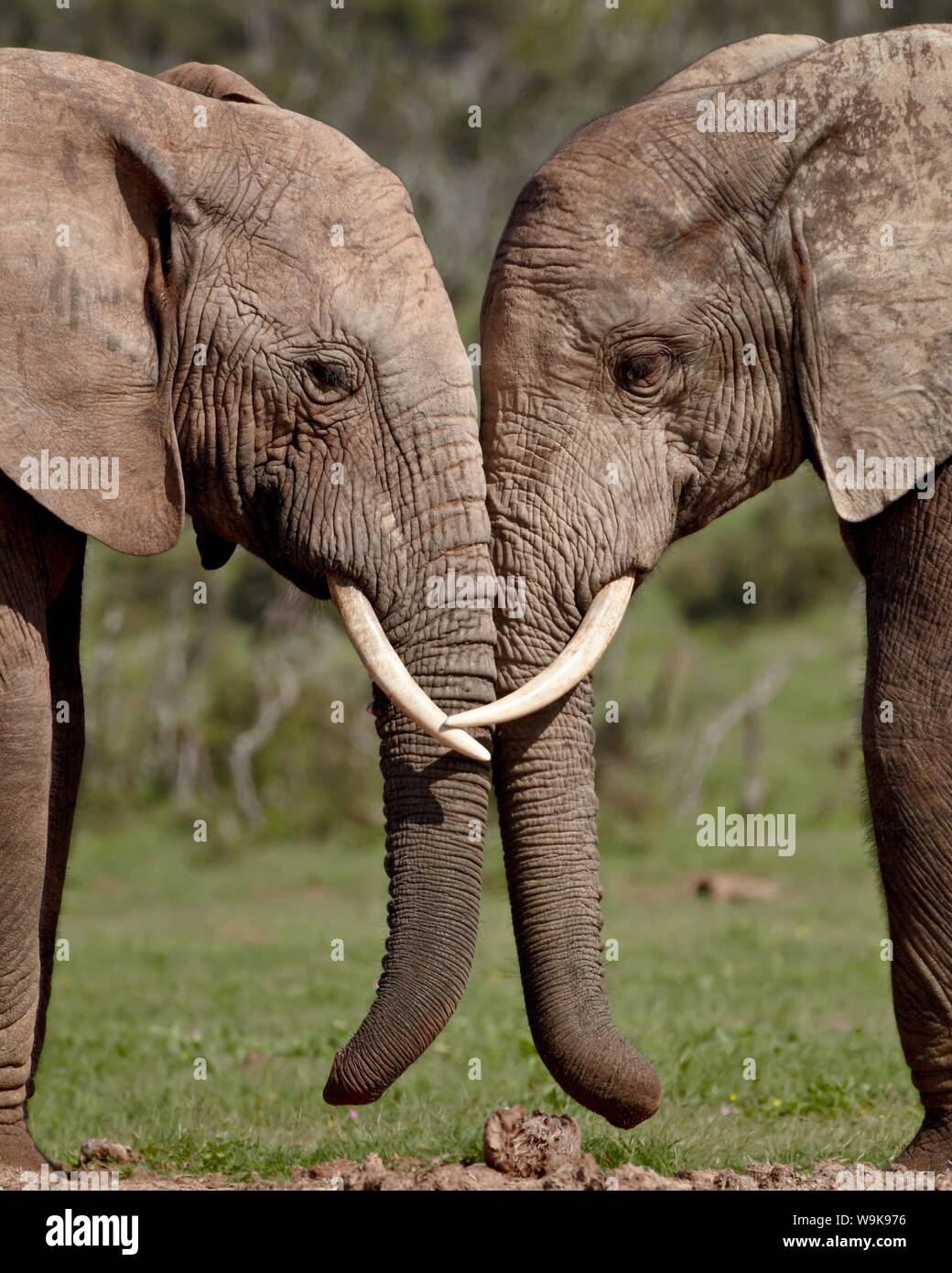Due elefante africano (Loxodonta africana) faccia a faccia, Addo Elephant National Park, Sud Africa e Africa Foto Stock