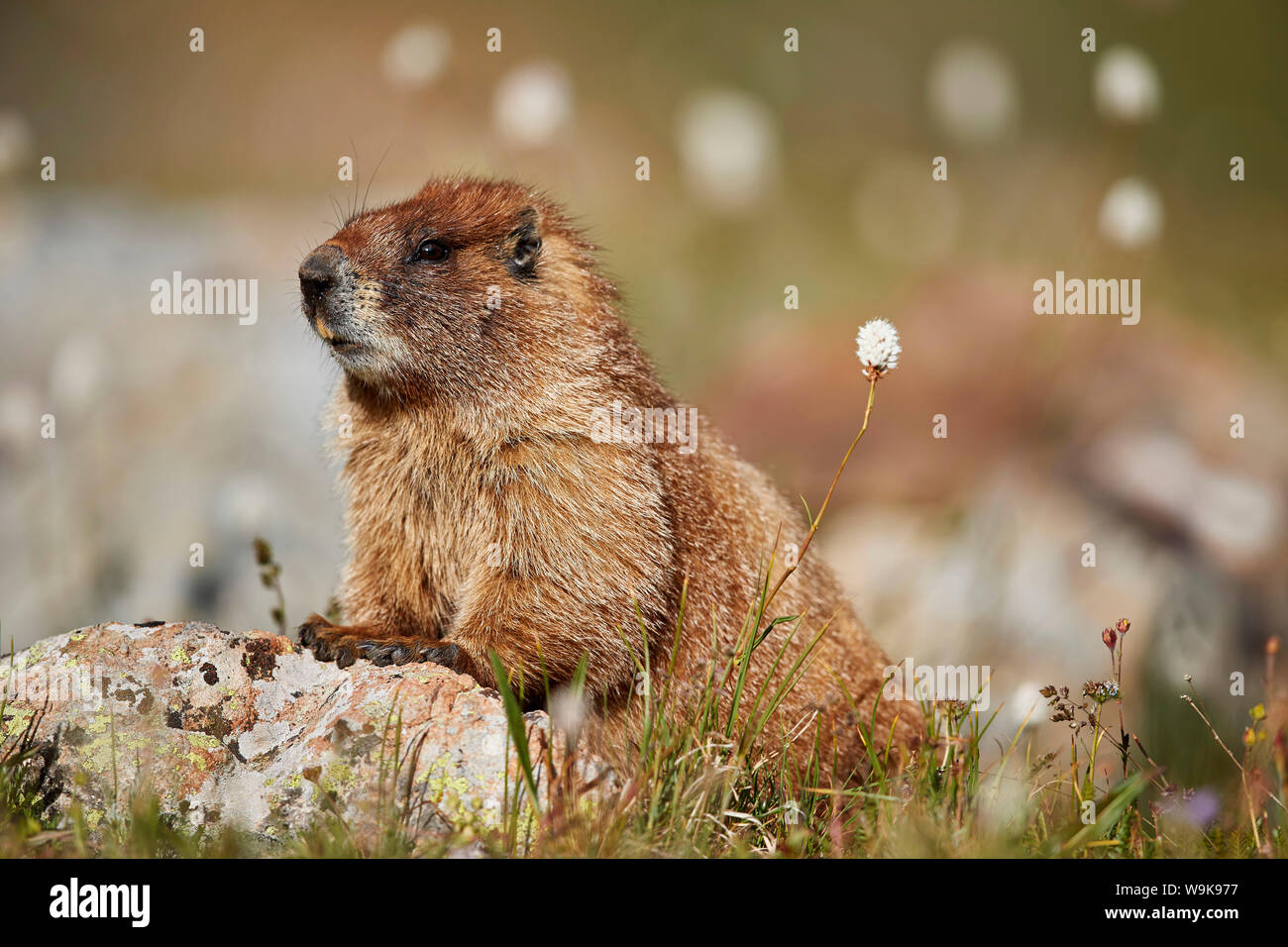 Marmotta di ventre giallo (yellowbelly marmotta (Marmota flaviventris) tra bistort, San Juan National Forest, Colorado, Stati Uniti d'America Foto Stock