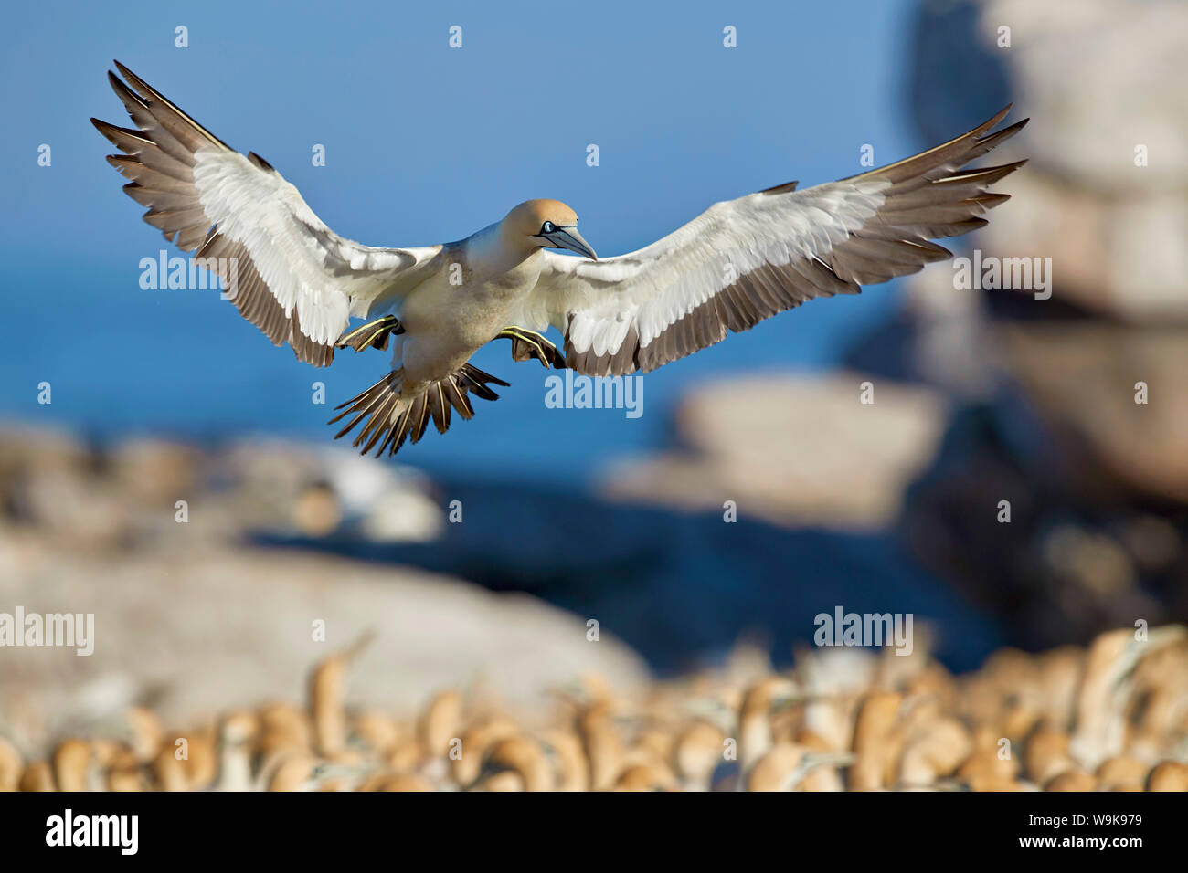 Cape gannet (Morus capensis) lo sbarco, Bird Island, Lambert's Bay, Sud Africa e Africa Foto Stock