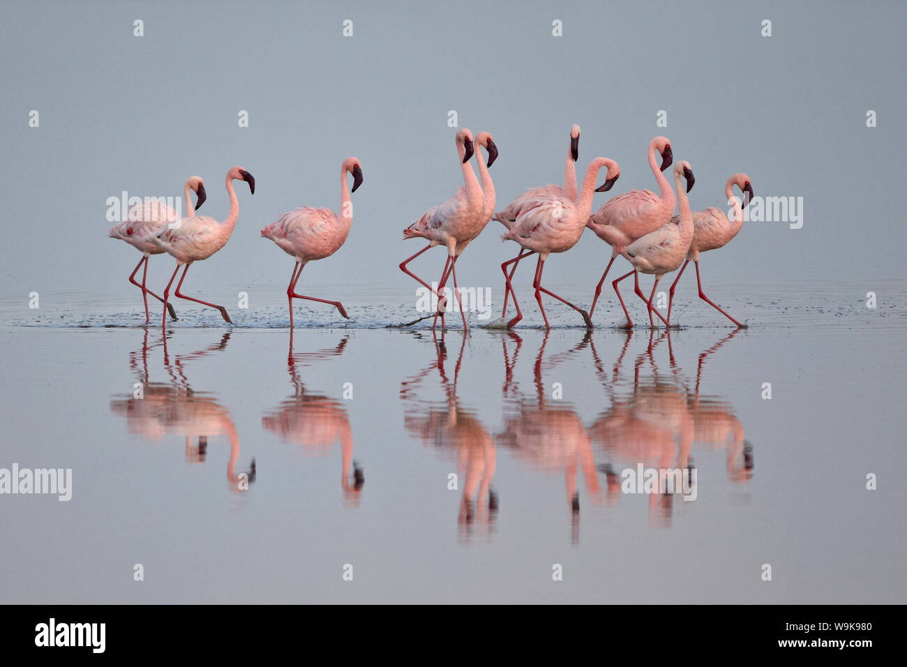 Lesser flamingo (Phoeniconaias minor) gruppo, Serengeti National Park, Tanzania, Africa orientale, Africa Foto Stock