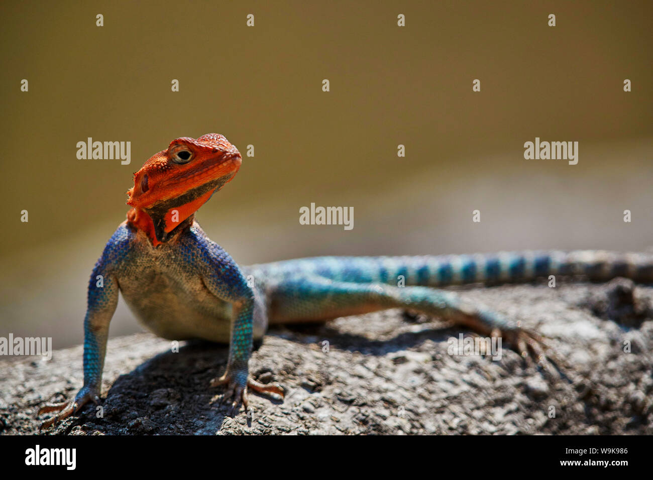 Agama comune (red-headed rock AGAMA SA) (arcobaleno AGAMA SA) (Agama AGAMA SA), maschio, Ruaha National Park, Tanzania, Africa orientale, Africa Foto Stock