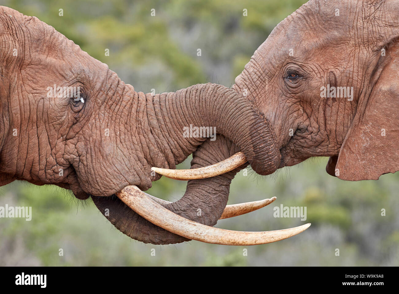 Due Elefante africano (Loxodonta africana) saluto ogni altro, Addo Elephant National Park, Sud Africa e Africa Foto Stock
