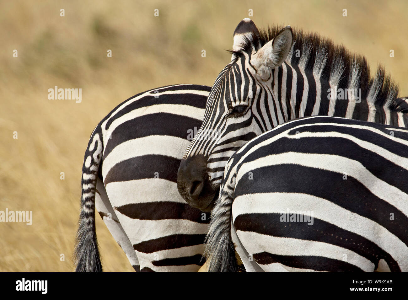 Comune (zebra Burchellï¿½s zebra) (Equus burchelli), il Masai Mara riserva nazionale, Kenya, Africa orientale, Africa Foto Stock