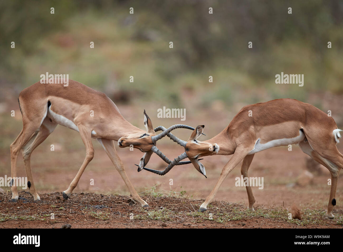 Impala (Aepyceros melampus) bucks sparring, Kruger National Park, Sud Africa e Africa Foto Stock