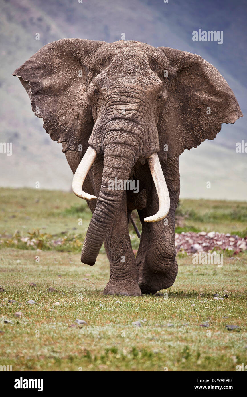 Elefante africano (Loxodonta africana) bull, il cratere di Ngorongoro, Tanzania, Africa orientale, Africa Foto Stock