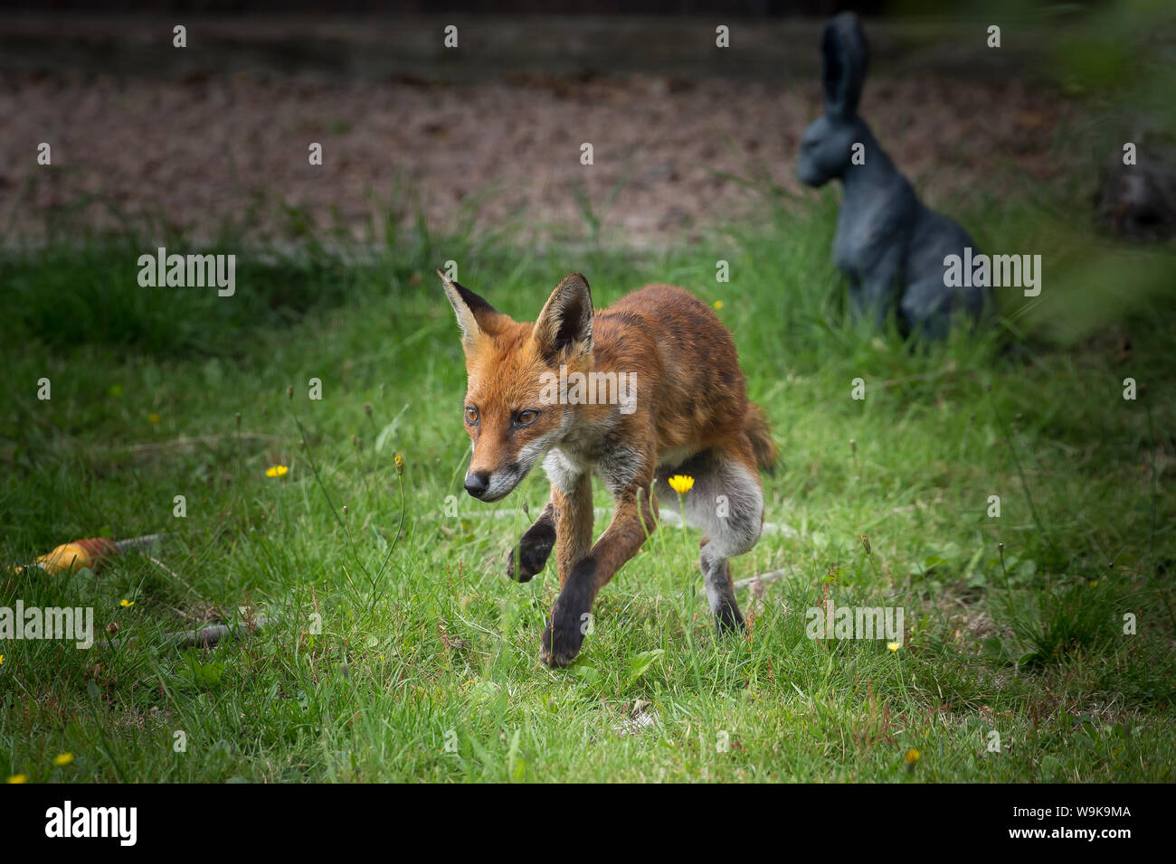 Vista frontale foto d'azione della volpe rossa urbana femminile (Vulpes vulpes) isolato all'aperto nel giardino britannico in estate, correre selvaggio sul prato. Foto Stock