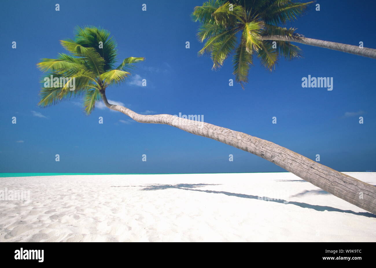 Gli alberi di palma, Maldive, Oceano Indiano, Asia Foto Stock