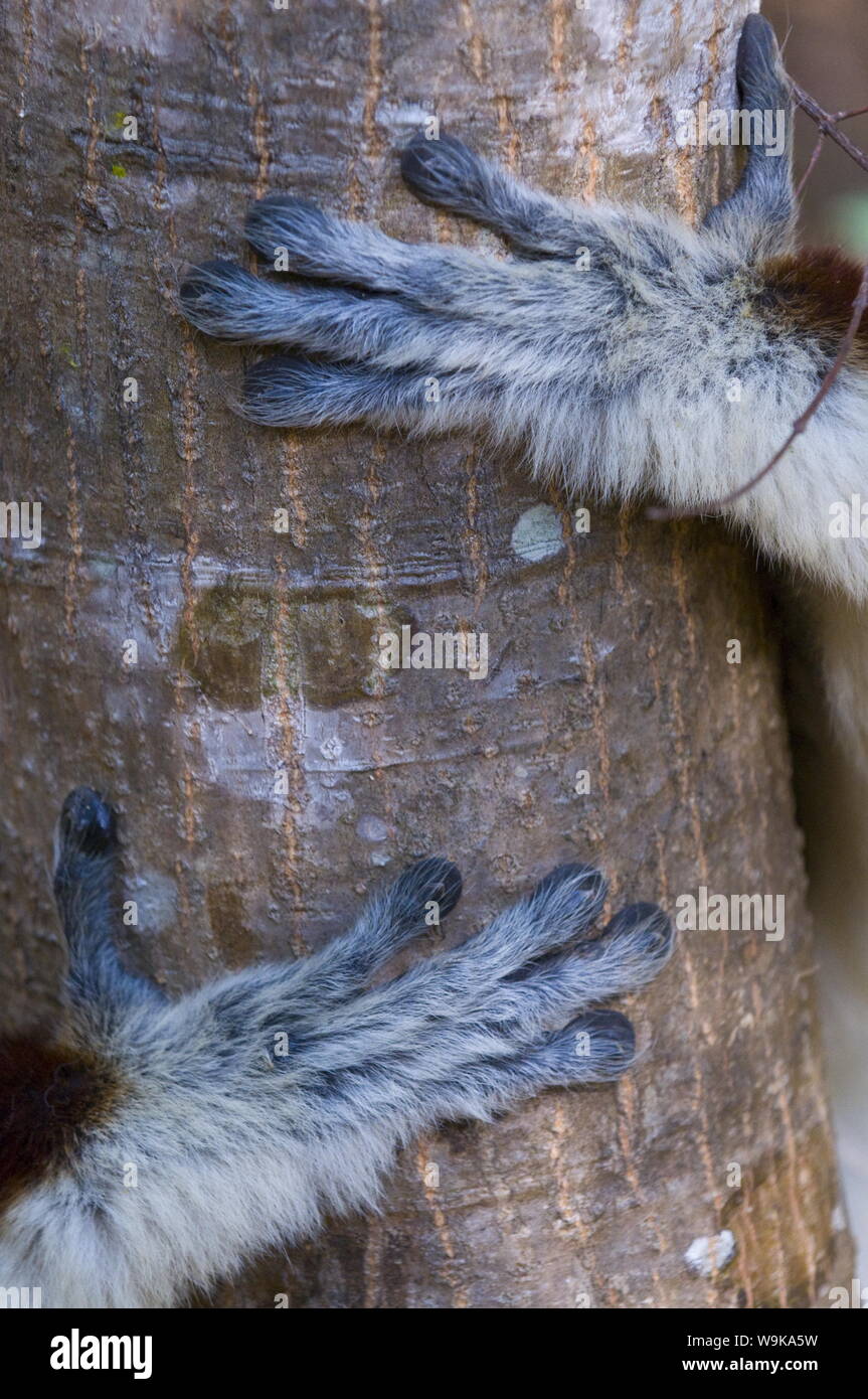 Le mani di un Coquerel il sifaka (Propithecus coquereli), Ankarafantsika Parco Nazionale, Madagascar, Africa Foto Stock