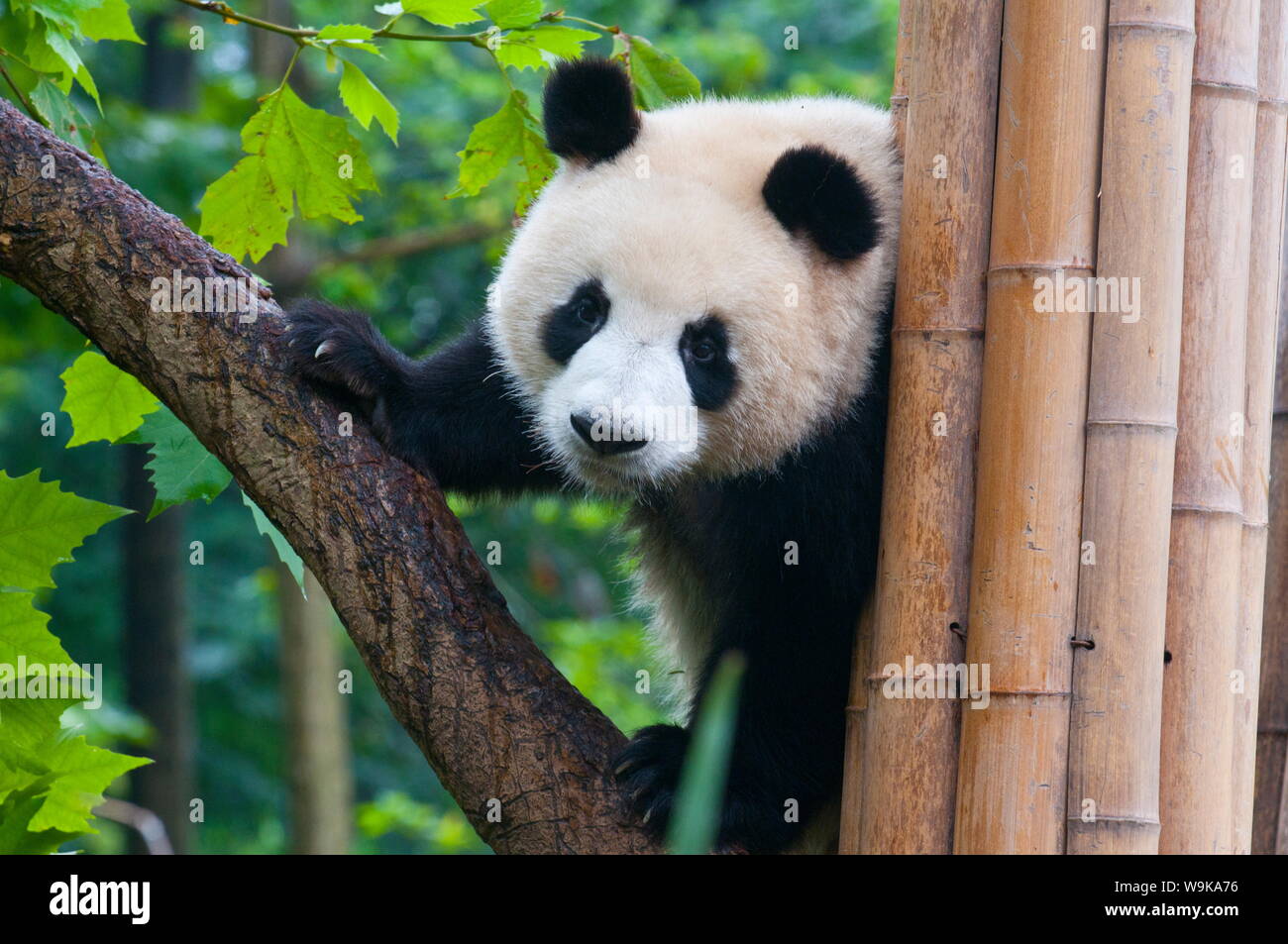 Panda gigante (Ailuropoda melanoleuca) all'Orso Panda reserve, Chengdu Sichuan, in Cina, Asia Foto Stock