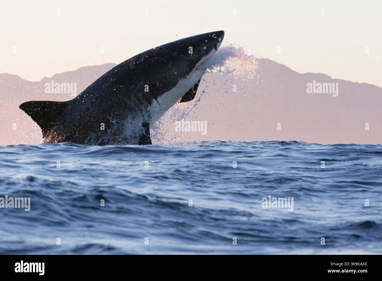 Il grande squalo bianco (Carcharodon carcharias), Guarnizione Isola, False Bay, Simonstown, Western Cape, Sud Africa e Africa Foto Stock
