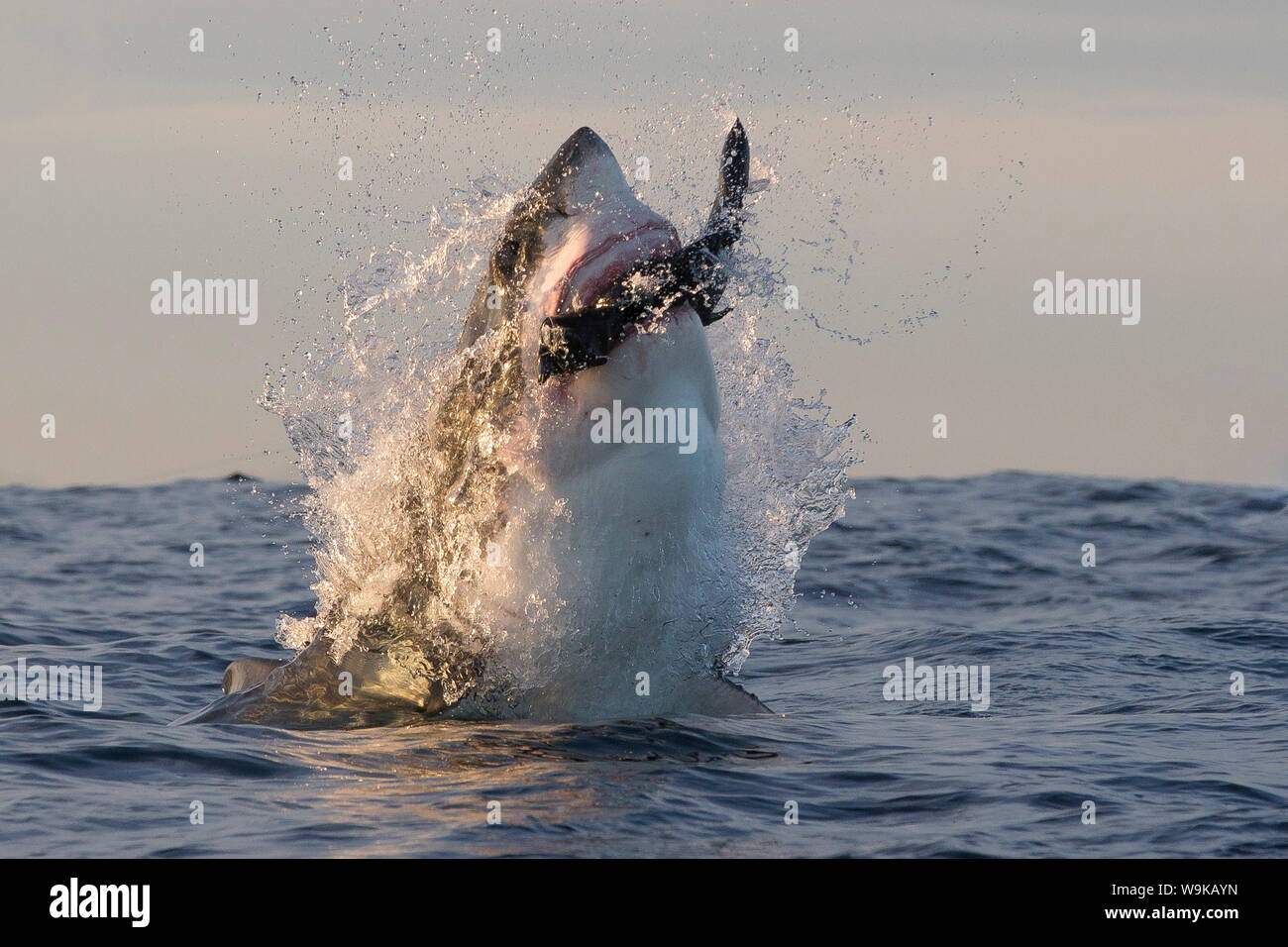 Il grande squalo bianco (Carcharodon carcharias), Guarnizione Isola, False Bay, Simonstown, Western Cape, Sud Africa e Africa Foto Stock
