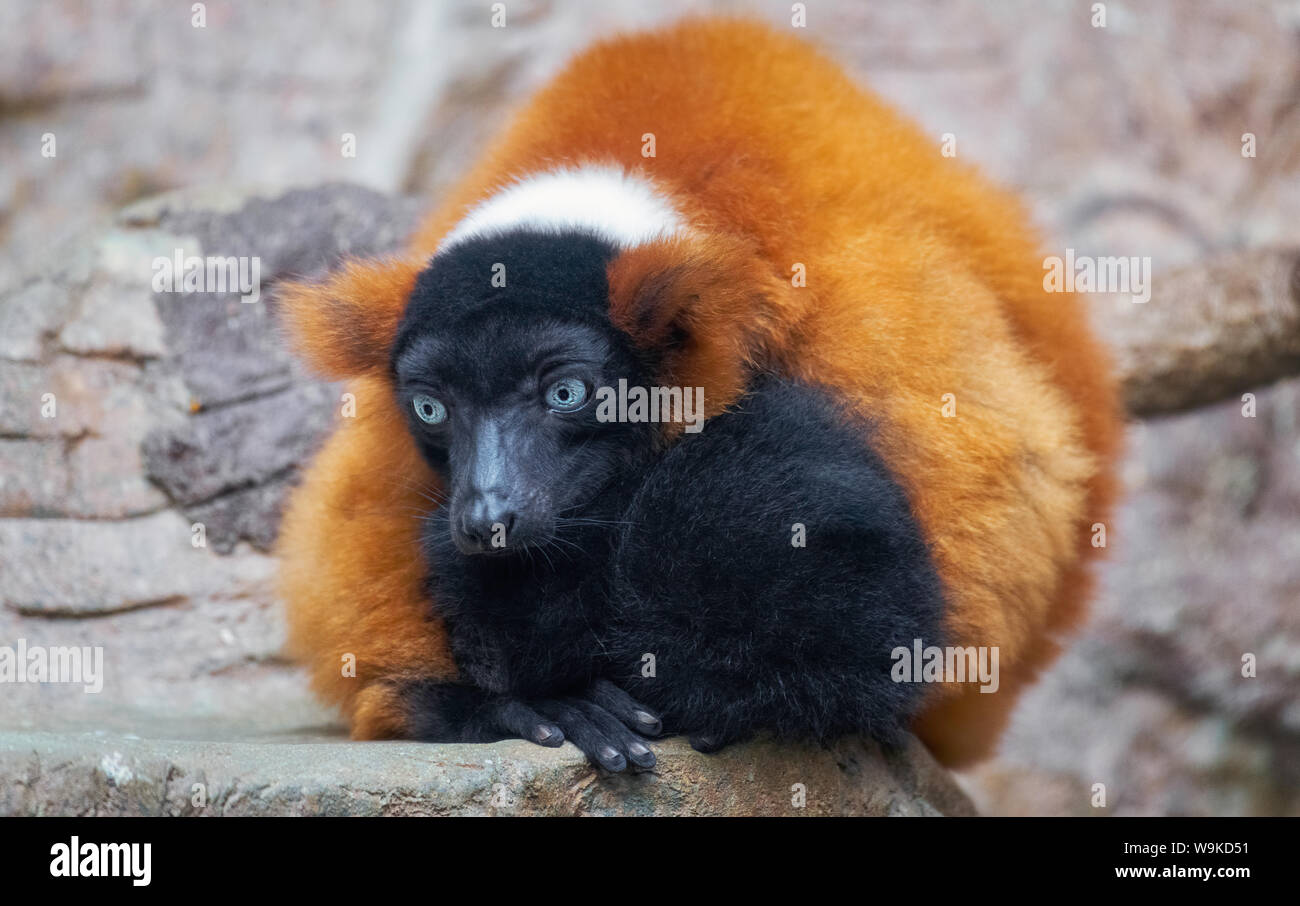 Blue eyed lemur appollaiato sulla roccia guardando verso il basso Foto Stock