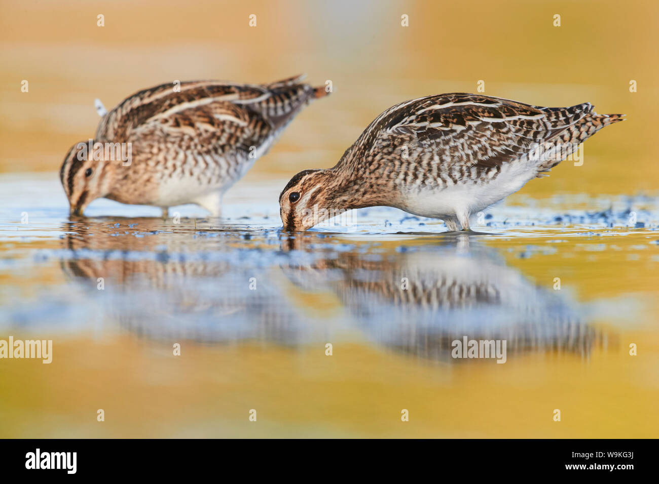 Beccaccino (Gallinago gallinago), due adulti in cerca di cibo in un stagno, Campania, Italia Foto Stock