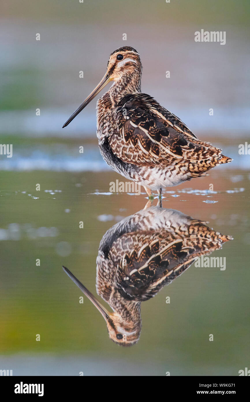 Beccaccino (Gallinago gallinago), Foto Stock