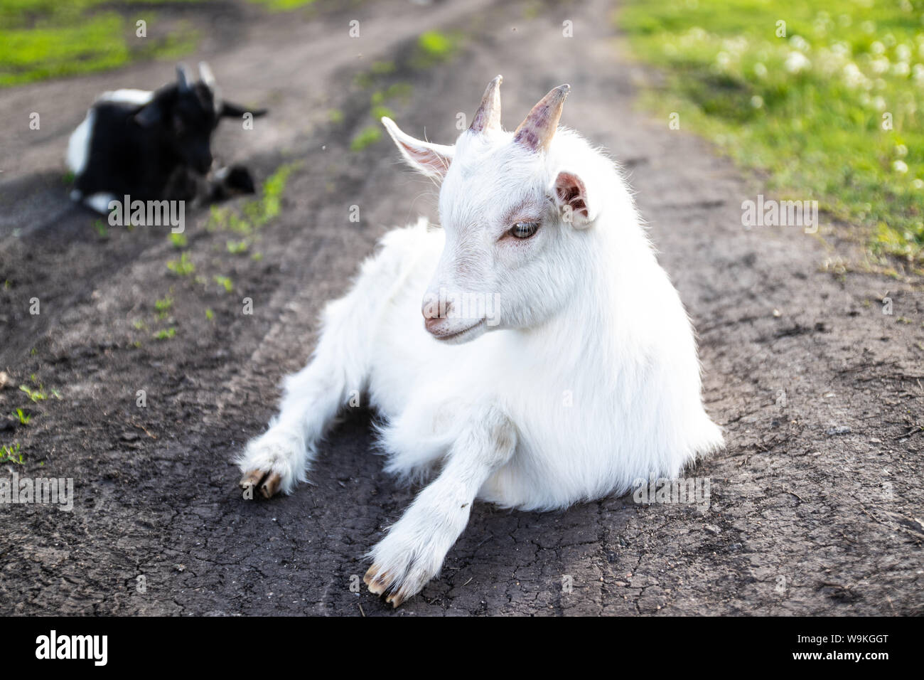 Carino in bianco e nero di posa di capra in erba verde sulla terra in una fattoria in una giornata di sole in estate Foto Stock