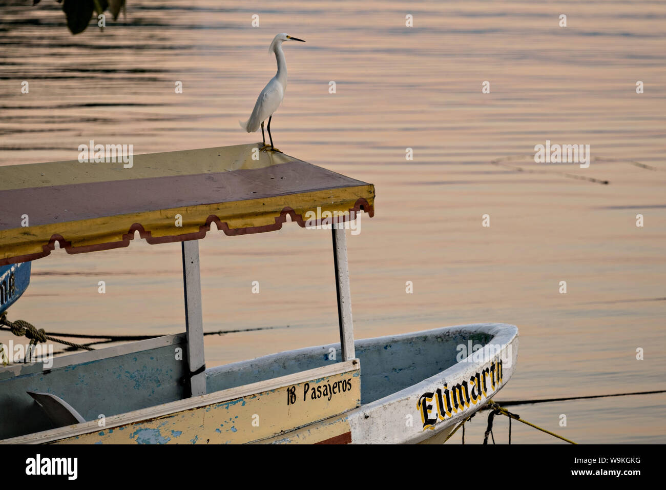 Un Airone bianco maggiore poggia sul tetto di un tour in barca lungo la riva del lago Catemaco al tramonto in Catemaco, Veracruz, Messico. La tropicale lago di acqua dolce al centro della Sierra de Los Tuxtlas, è una destinazione turistica popolare e conosciuto per libera compresa scimmie, la foresta pluviale sfondo e streghe messicano noto come Brujos. Foto Stock