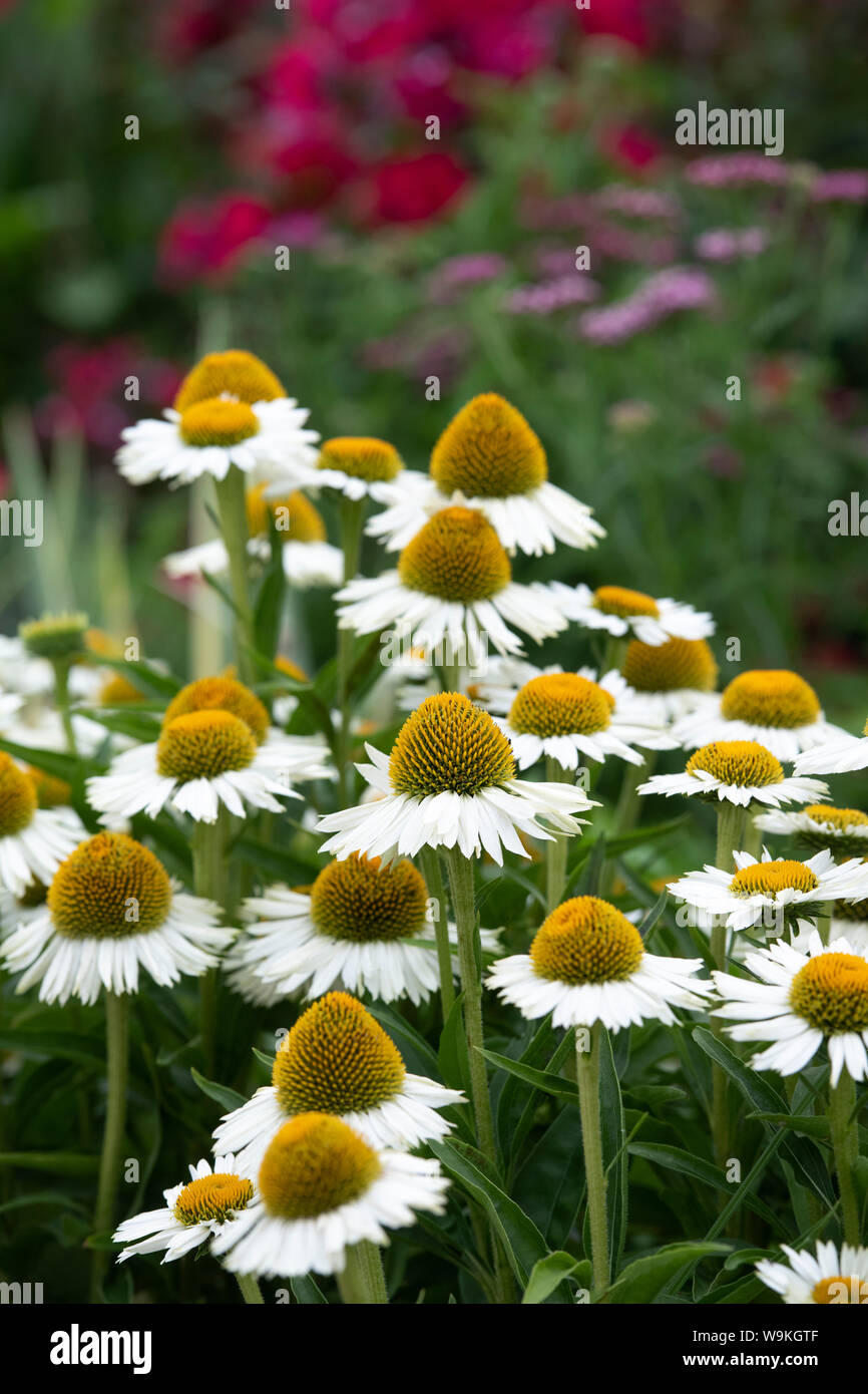 Echinacea 'White meditazione". Coneflower 'Bianco' di meditazione in un giardino confine. Regno Unito Foto Stock