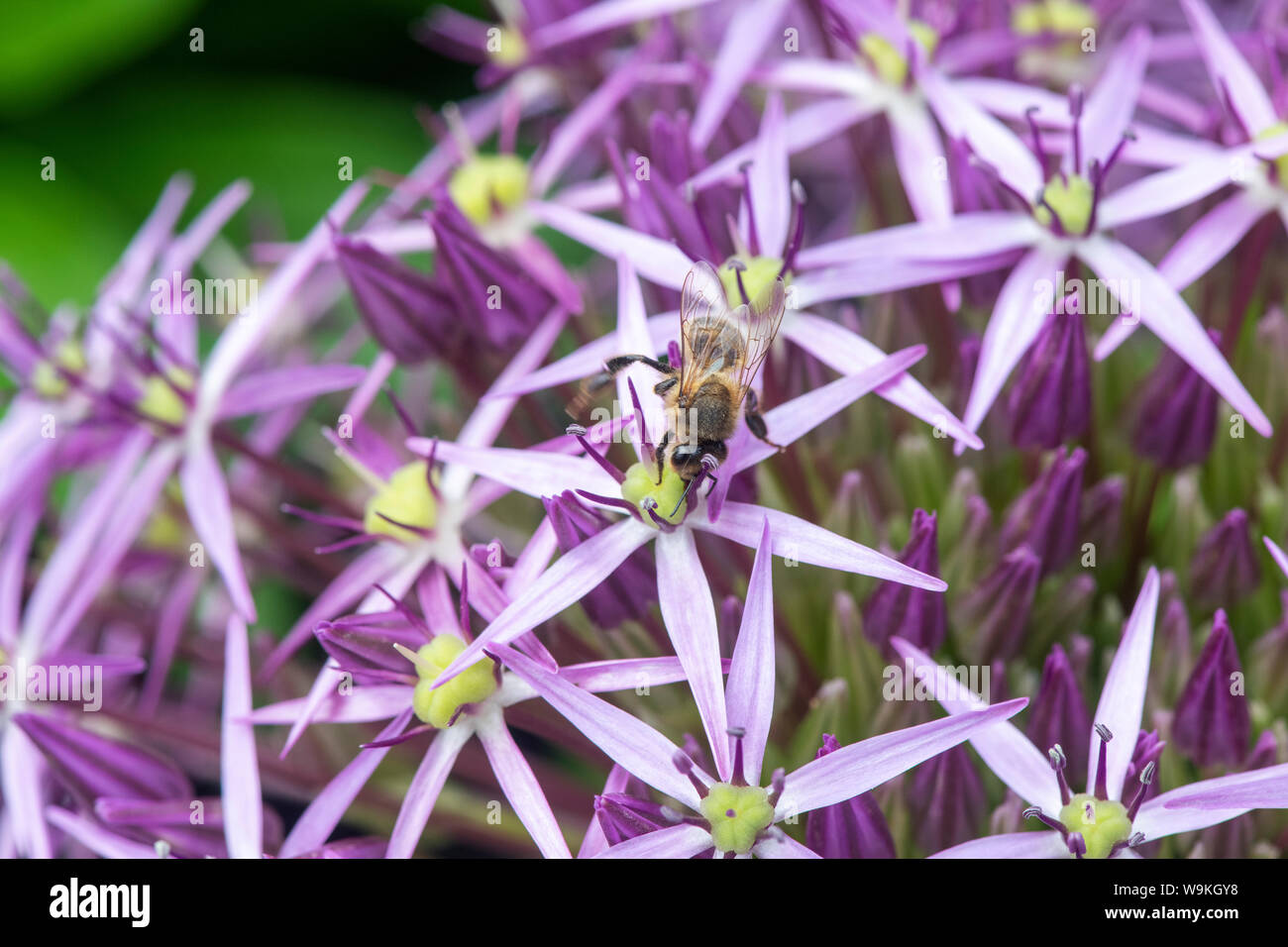 Il miele delle api alimentazione su un allium cristophii fiore in un giardino inglese Foto Stock