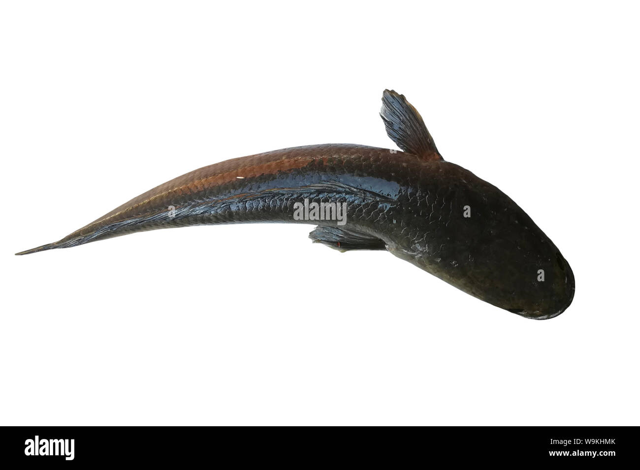 Striped snakehead fish isolati su sfondo bianco, vicino fino a strisce di pesce snakehead Foto Stock