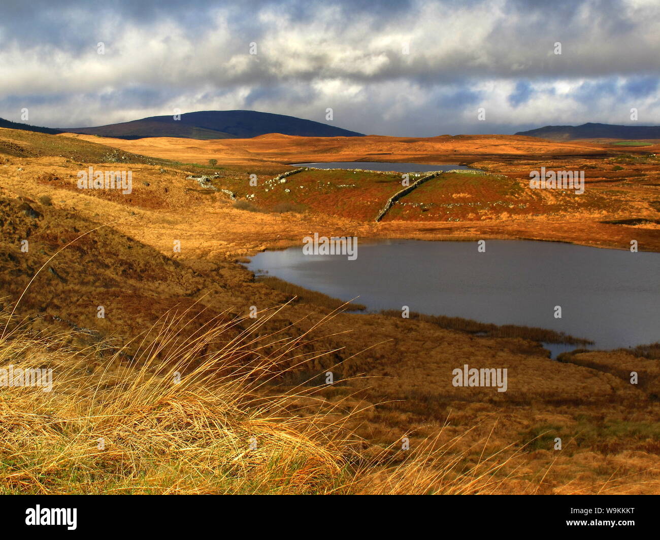 Splendido paesaggio irlandese che si affaccia su un lago Connemara con erba dorata e le montagne sullo sfondo Foto Stock