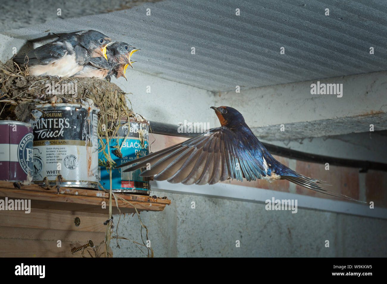 Swallow tornando al nido in un capannone di vernice Foto Stock