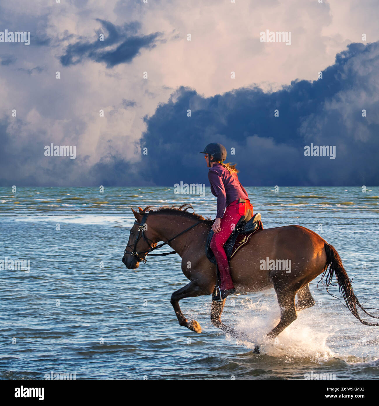 Cavallerizza / femmina cavallo Cavaliere a cavallo al galoppo attraverso acqua sulla spiaggia con avvicinamento temporale Foto Stock
