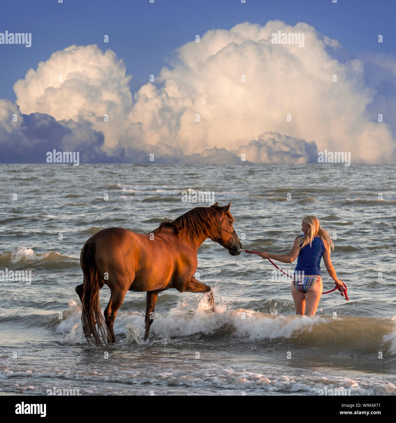 Cavallerizza / femmina cavallo Cavaliere bagno / paddling con cavallo in acque poco profonde sulla spiaggia in estate con avvicinamento temporale Foto Stock