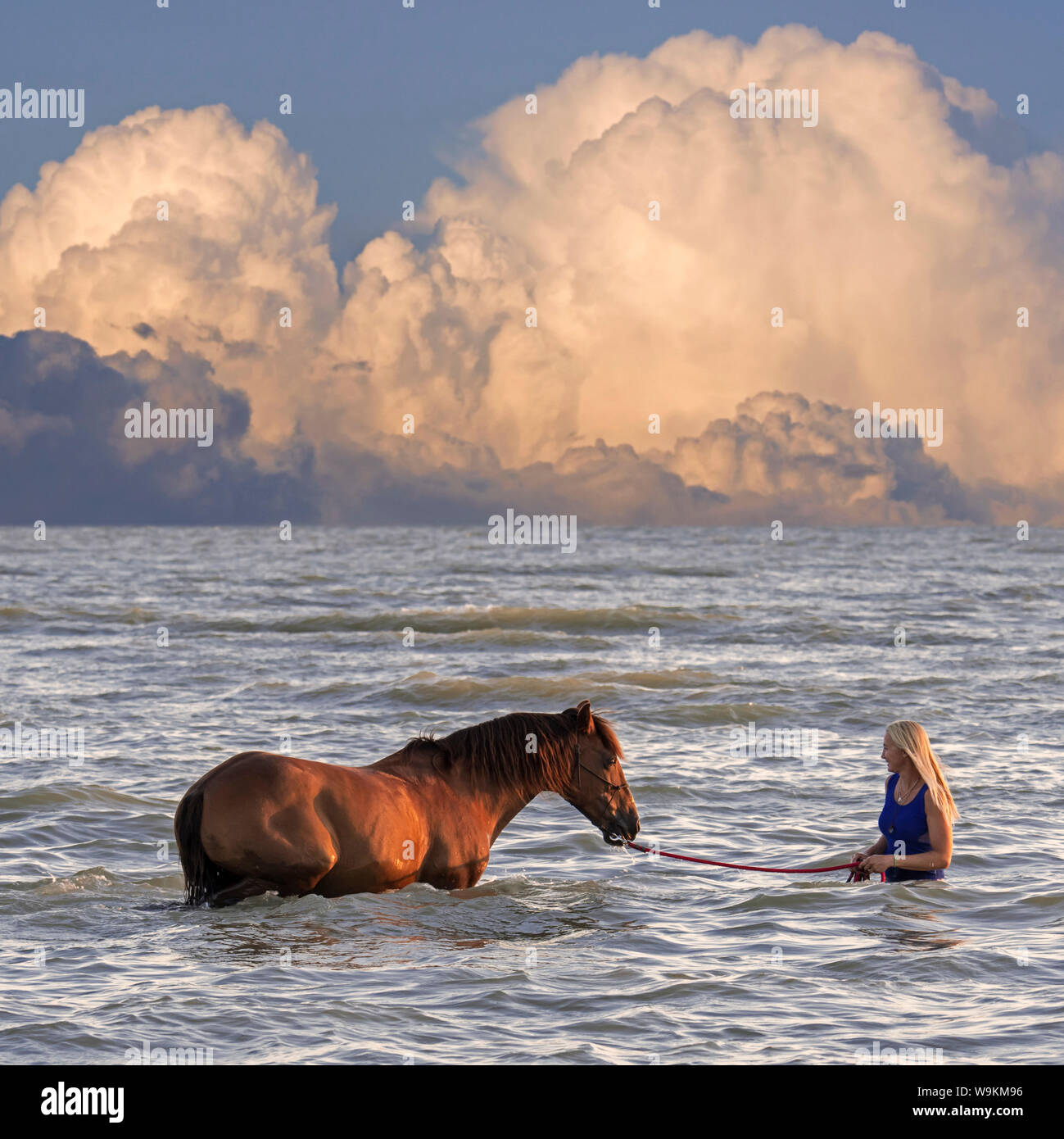 Cavallerizza / femmina cavallo Cavaliere bagno / paddling con cavallo in acque poco profonde sulla spiaggia in estate con avvicinamento temporale Foto Stock