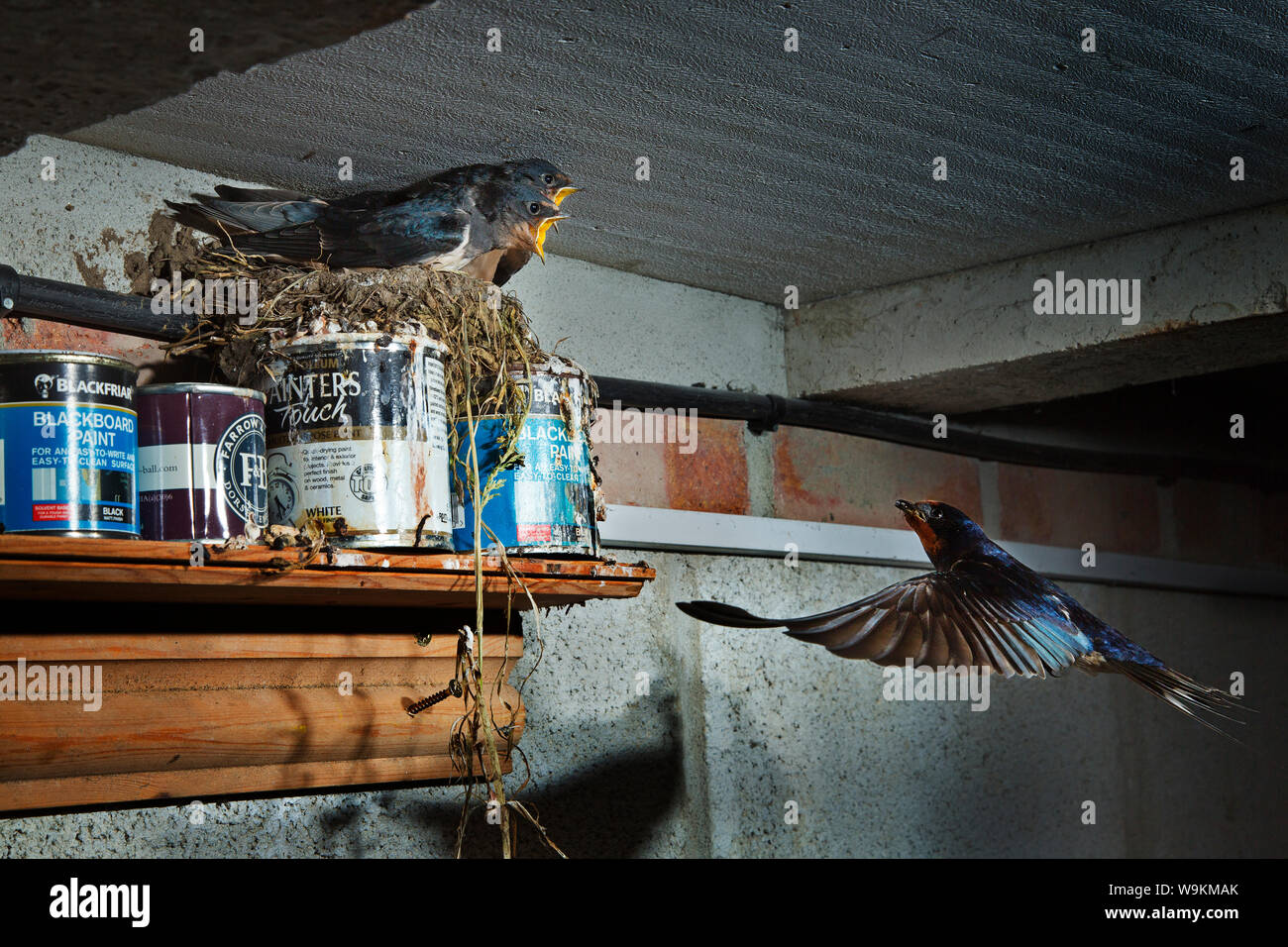 Swallow tornando al nido in un capannone di vernice Foto Stock