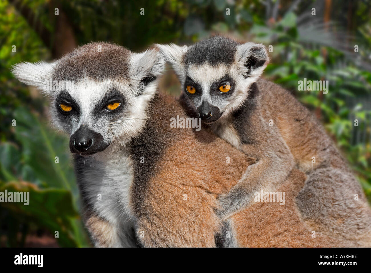 Anello-tailed lemur (Lemur catta) femmina con i giovani sulla sua schiena in foresta, primate nativo del Madagascar, Africa Foto Stock
