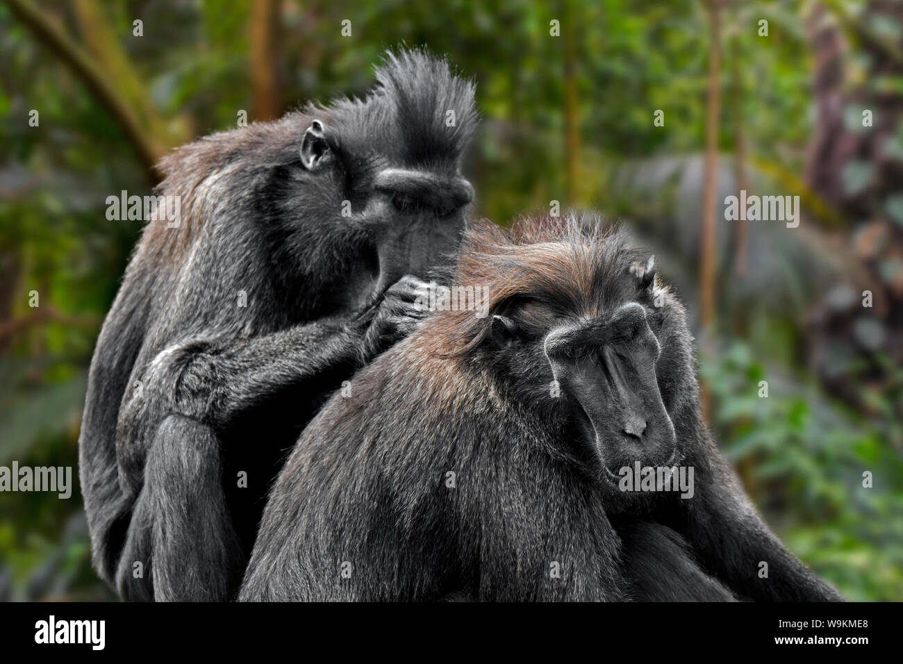 Celebes macaco crestato crestato / nero / macaco (Macaca nigra) toelettatura e delousing membro del gruppo, nativo di isola indonesiana di Sulawesi Foto Stock
