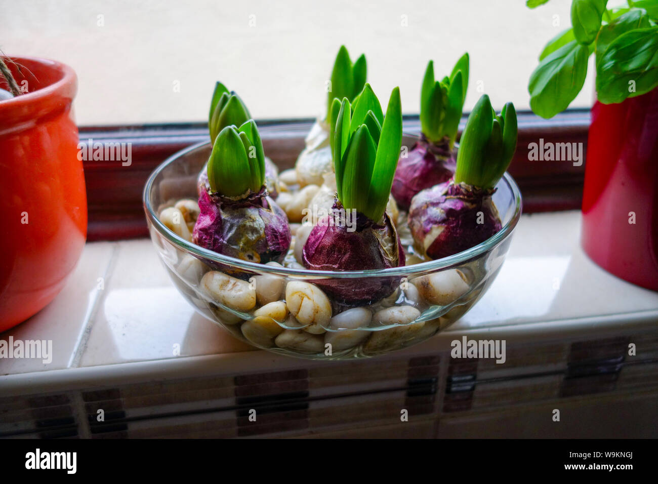Giacinti crescono in una ciotola di acqua e ciottoli su un davanzale per cucina Foto Stock