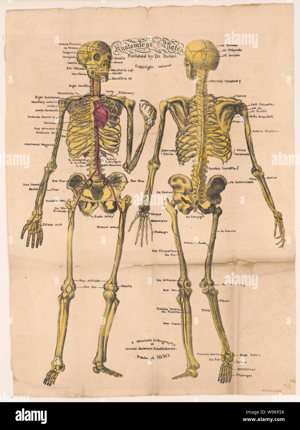 Piastre anatomiche, pubblicato dal dottor Parker Foto Stock