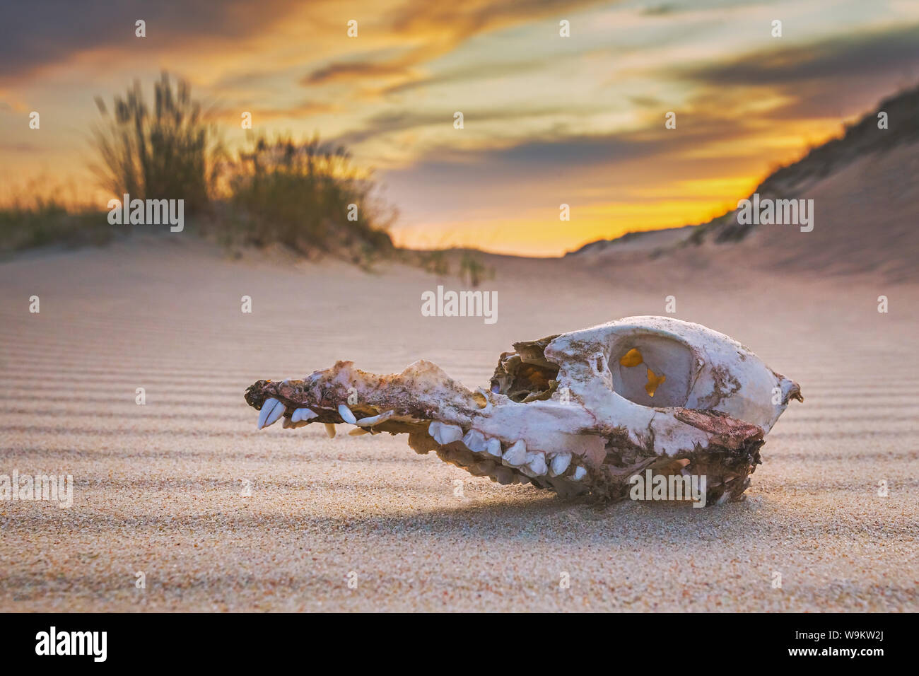 Cranio animale sulla sabbia, il concetto di estinzione Foto Stock