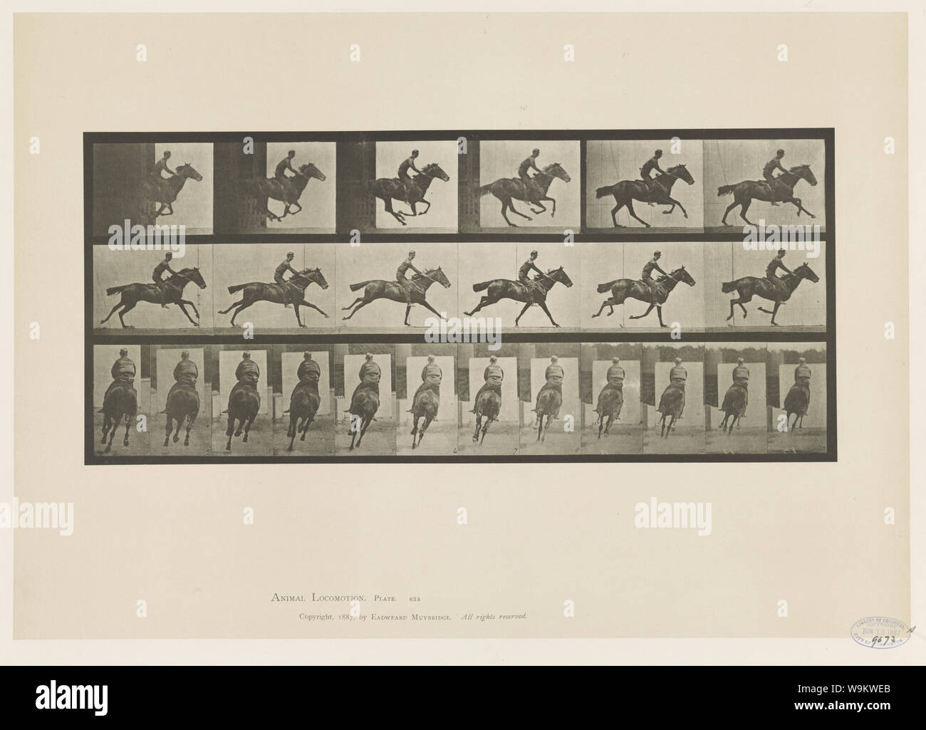 Locomozione animale Foto Stock