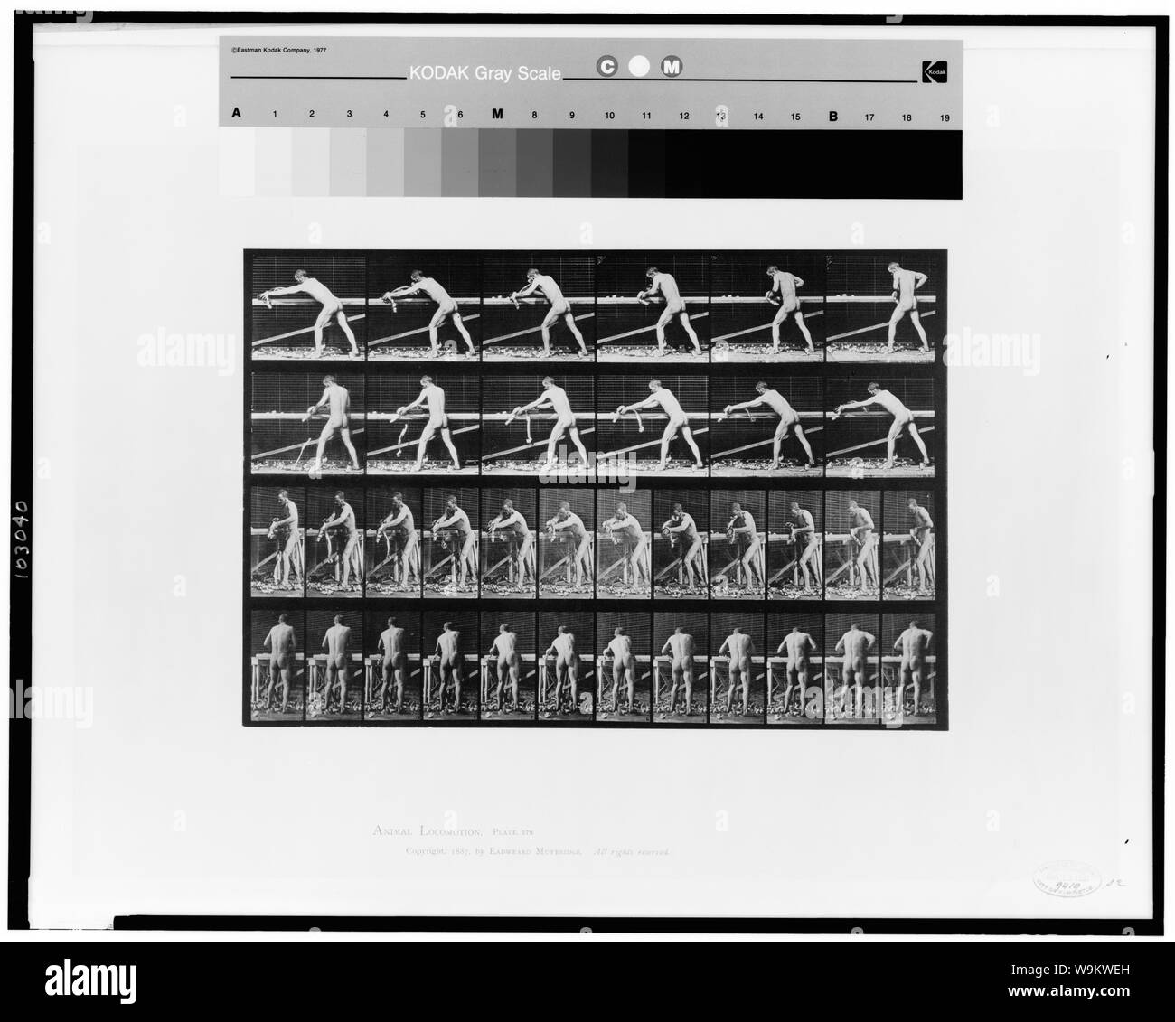 Locomozione animale Foto Stock