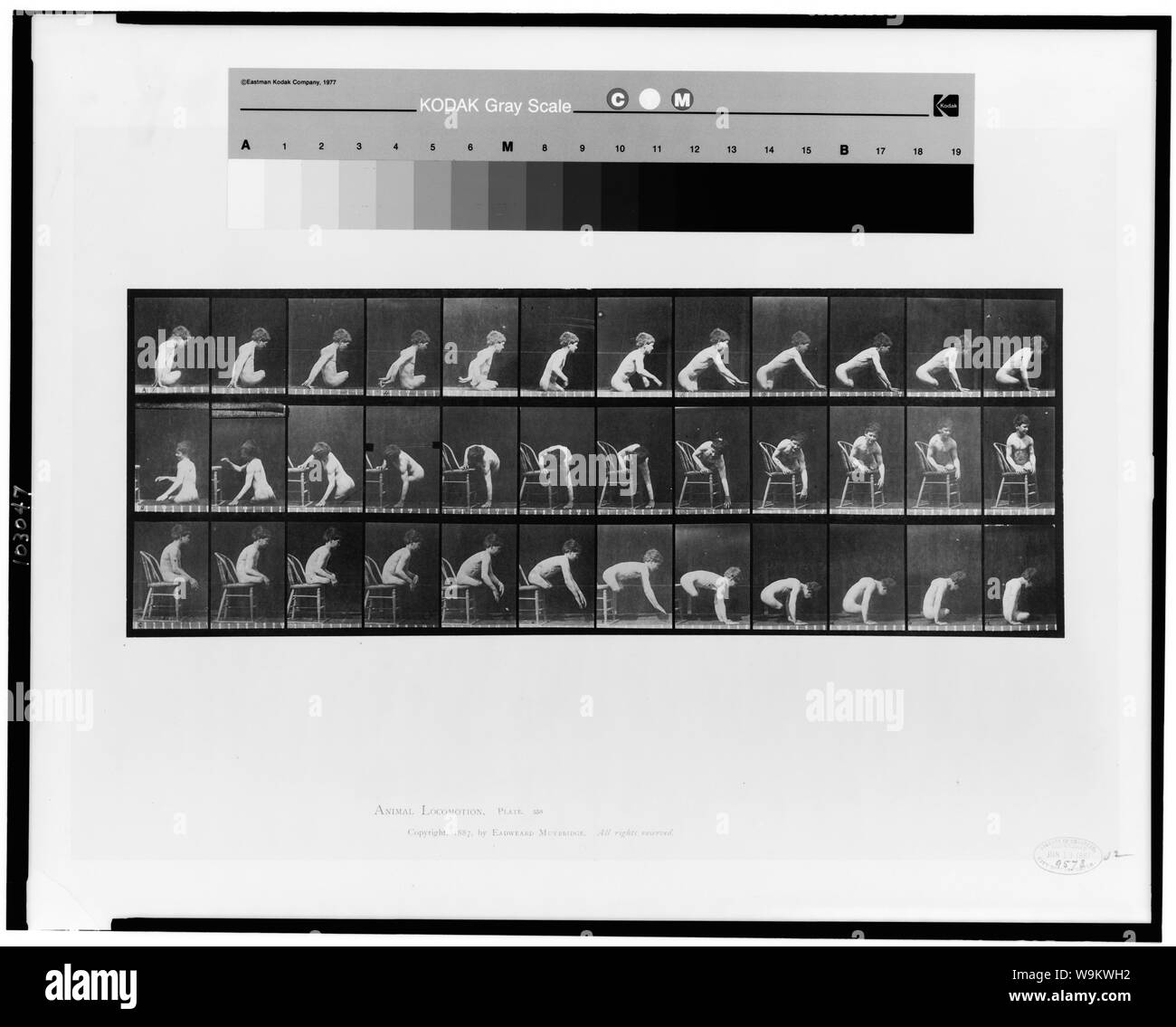 Locomozione animale Foto Stock