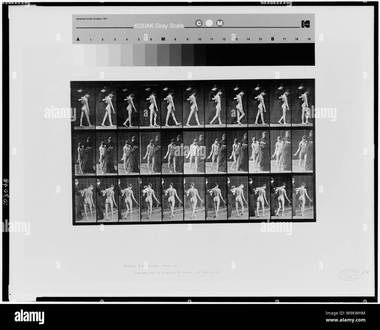 Locomozione animale Foto Stock